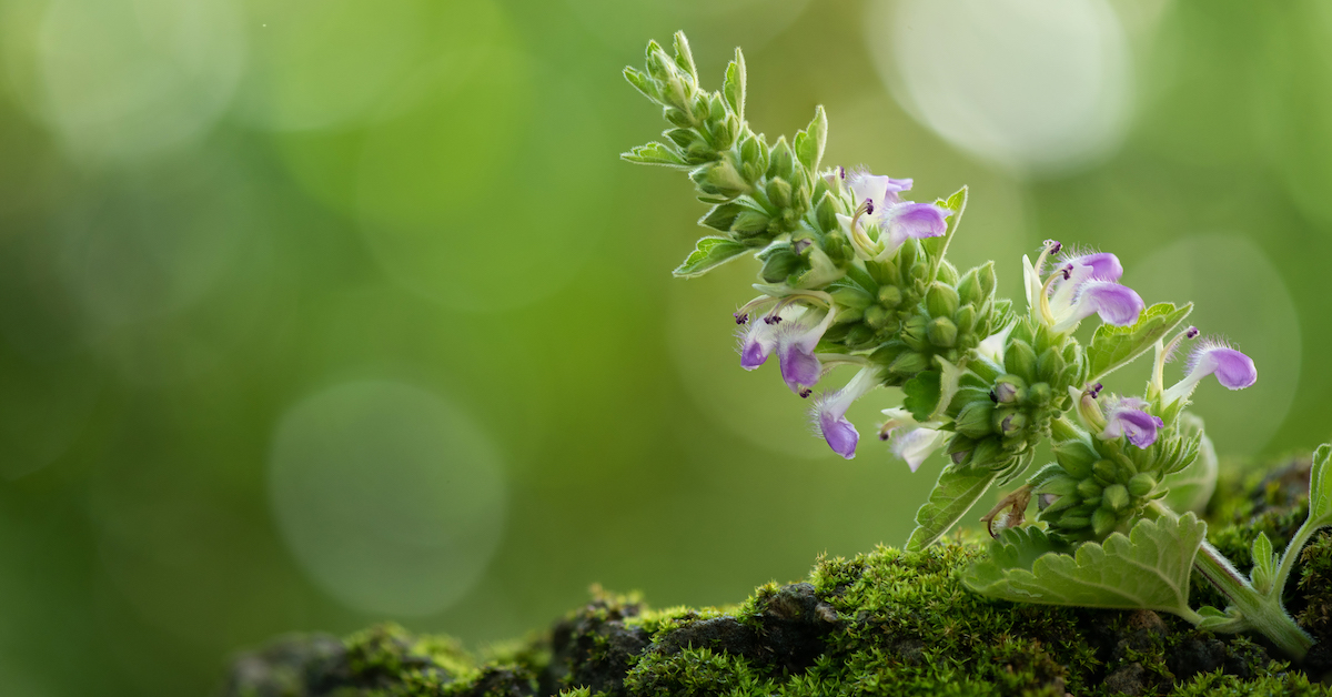 The Do’s and Don’ts of Catnip